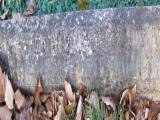 image of grave number 504825